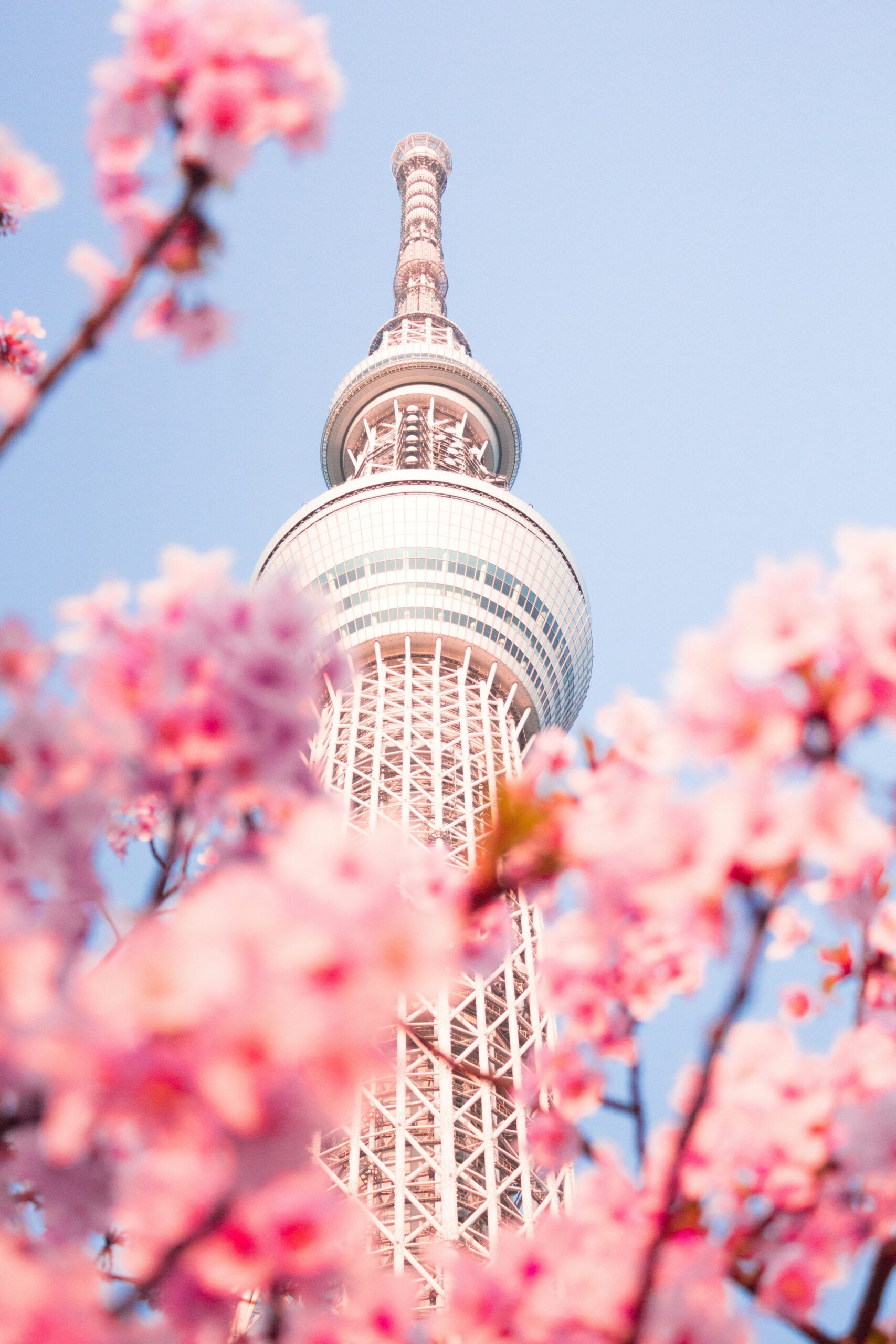 Tokyo Skytree tower rising above vivid pink cherry blossom branches in spring