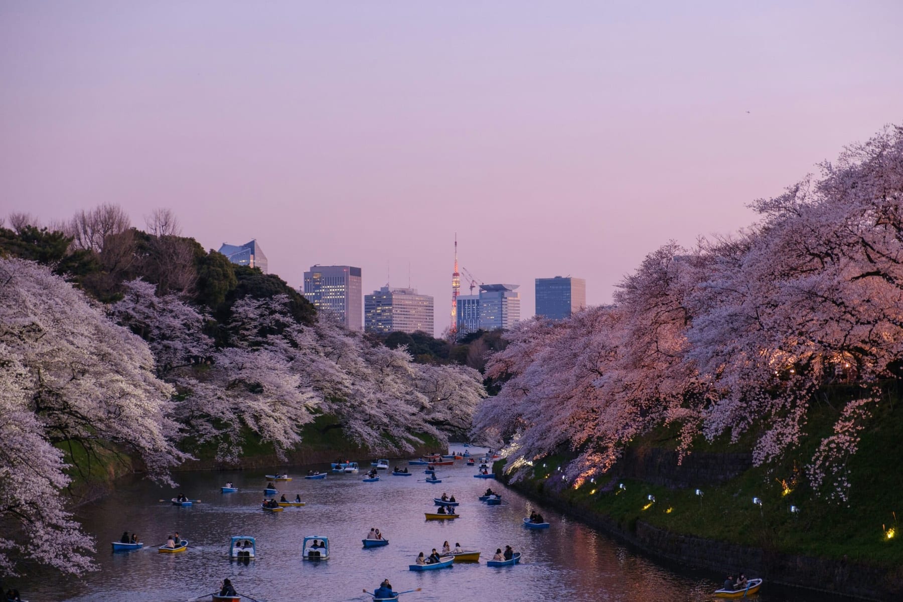 Best Places to See Cherry Blossoms Near Tokyo: Hakone, Kamakura & Nikko
