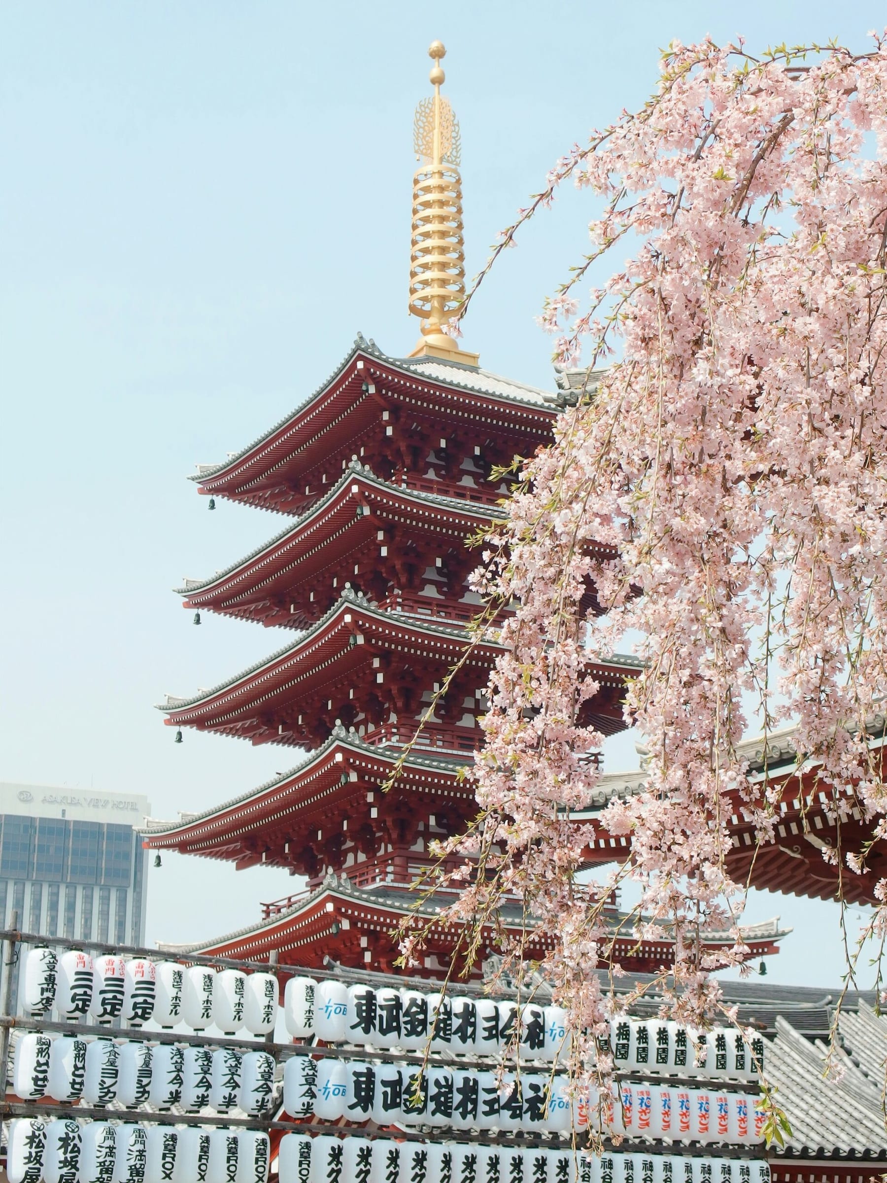 Senso-ji five-storey pagoda in Asakusa framed by weeping cherry blossoms in spring
