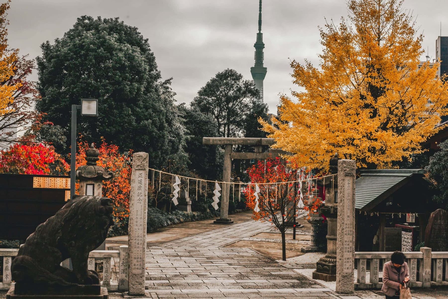 Tokyo shrine courtyard in autumn, golden ginkgo trees and red maples surrounding a torii gate with the Skytree rising in the background