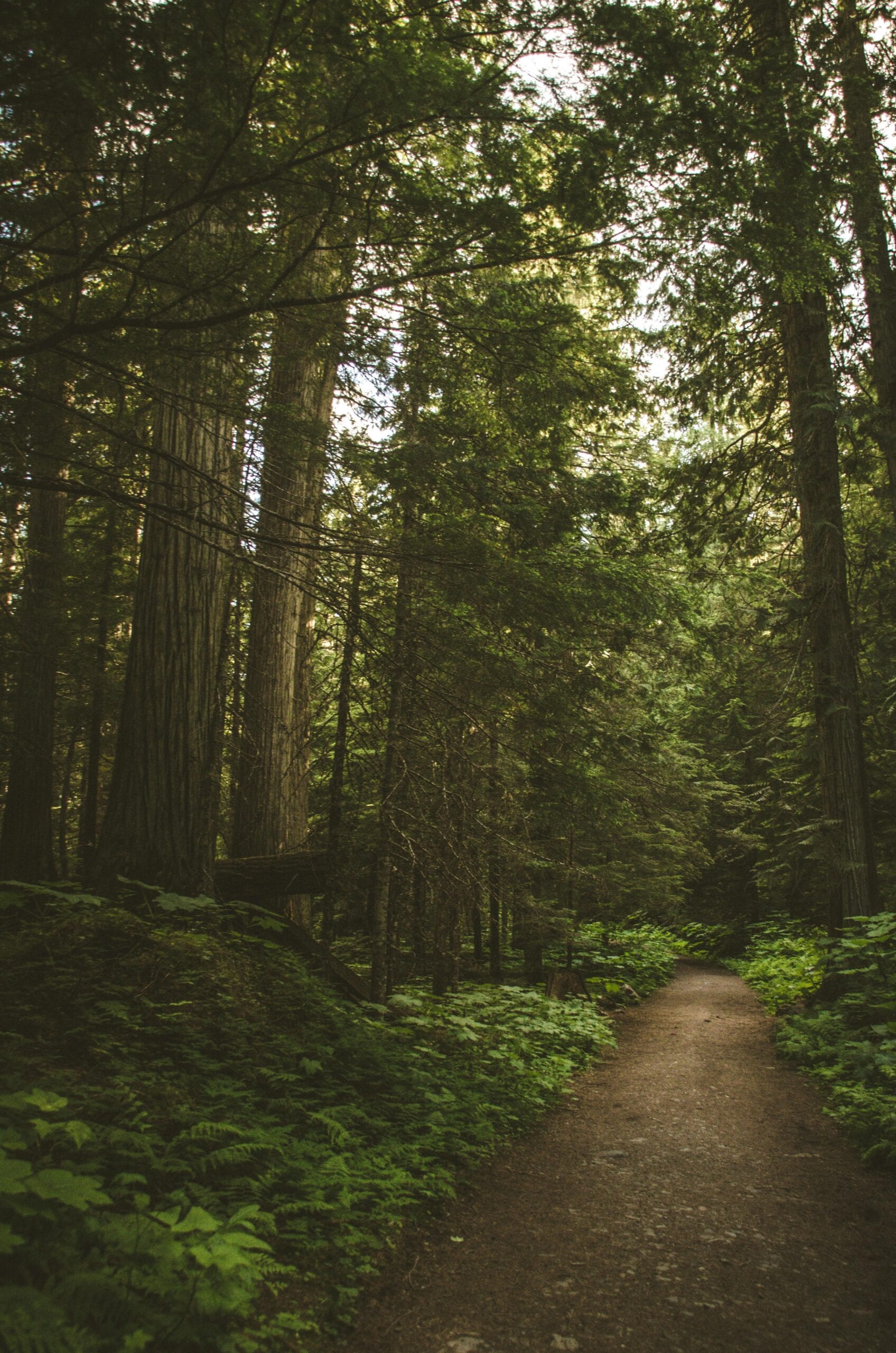 A forest path through towering cryptomeria cedars, light filtering through the canopy, ferns and moss lining the approach to a Japanese mountain shrine
