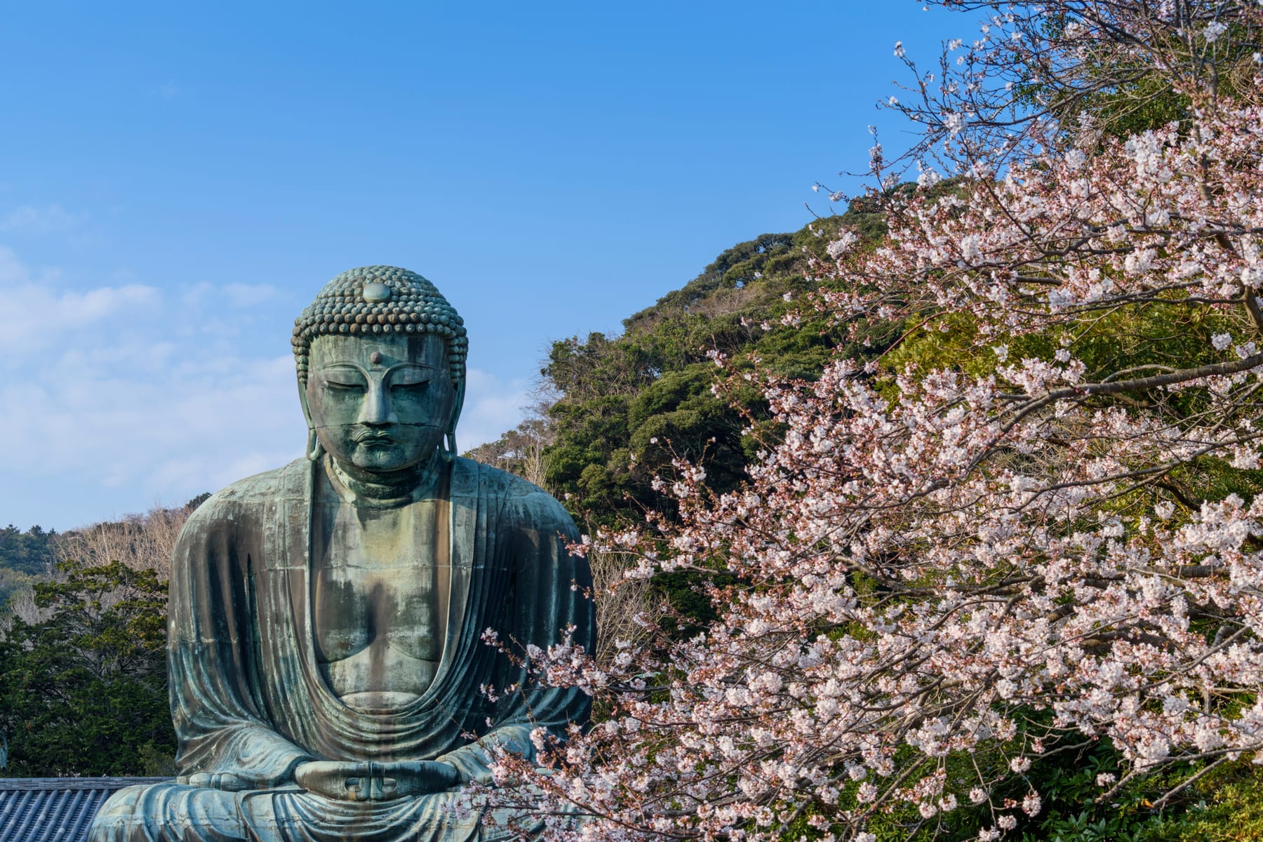 The Great Buddha (Daibutsu) of Kamakura, a majestic bronze statue standing outdoors at Kotoku-in Temple, Japan, symbolizing peace and enlightenment. One of the best view for cherry blossom near Tokyo