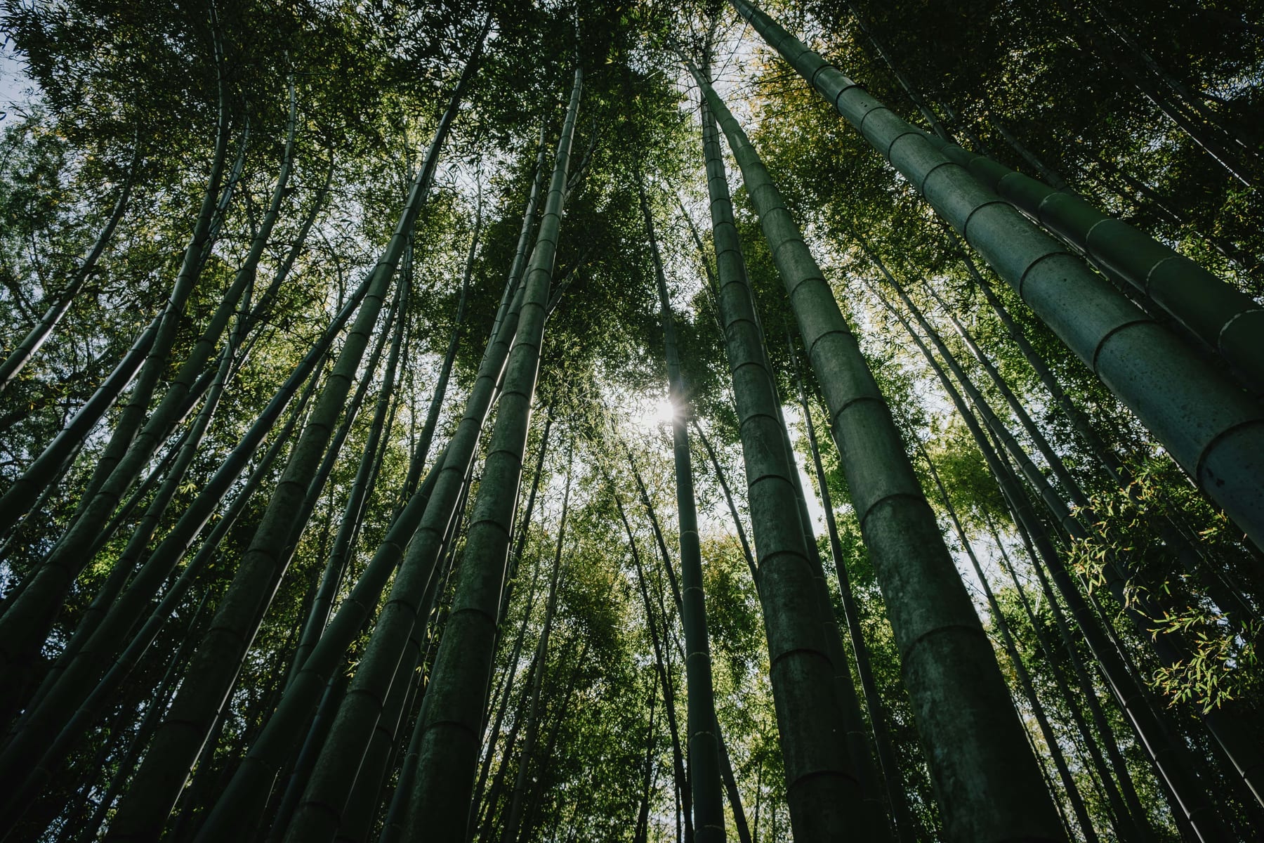 Looking up through towering green bamboo stalks forming a natural canopy in a Japanese bamboo forest