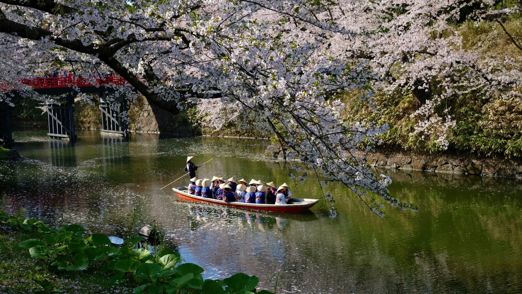 A wooden boat carrying passengers in traditional conical hats drifts beneath overhanging cherry blossom branches on a still river