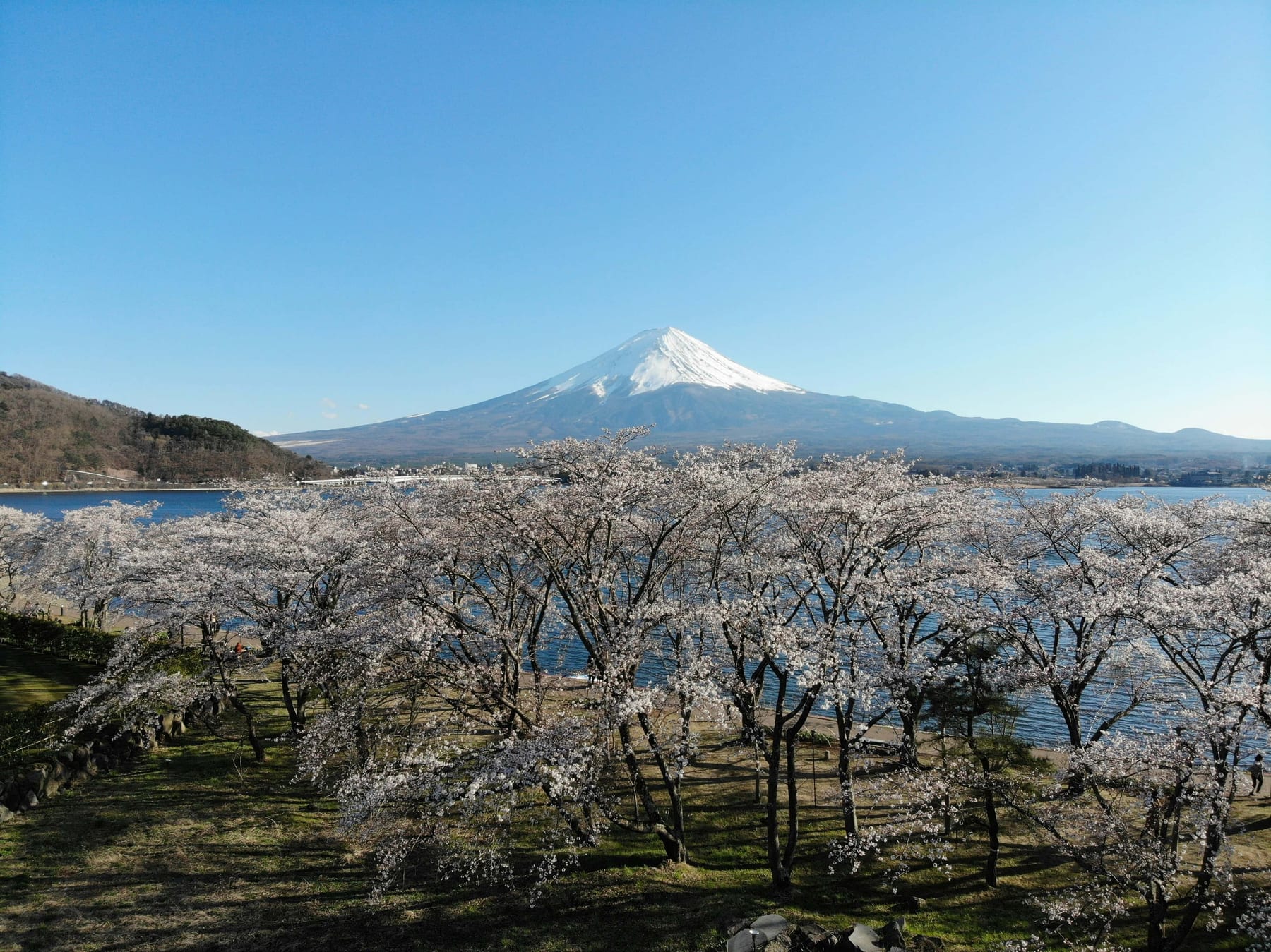 Mount Fuji rising above cherry blossom trees along the shore of Lake Kawaguchi in spring