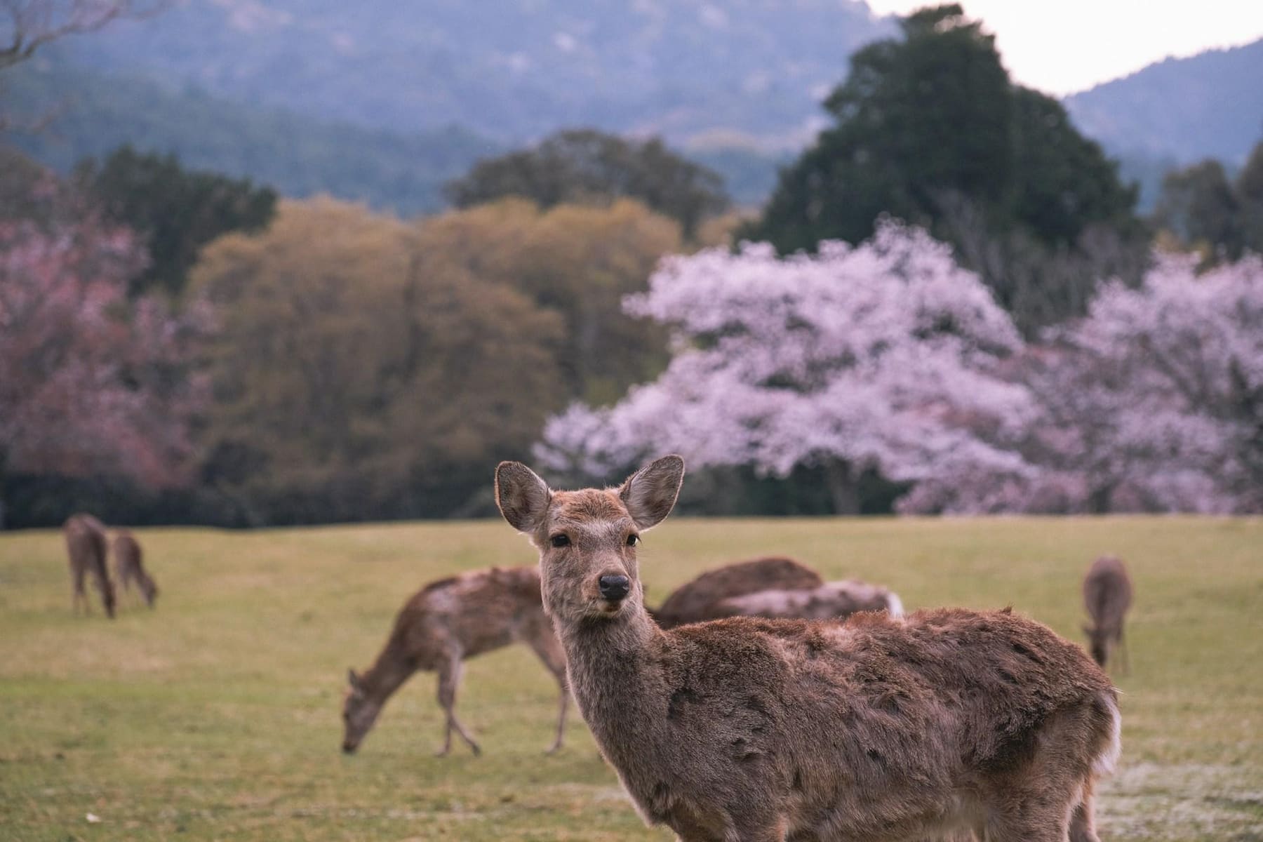 Deer in Nara Park with Todai-ji behind