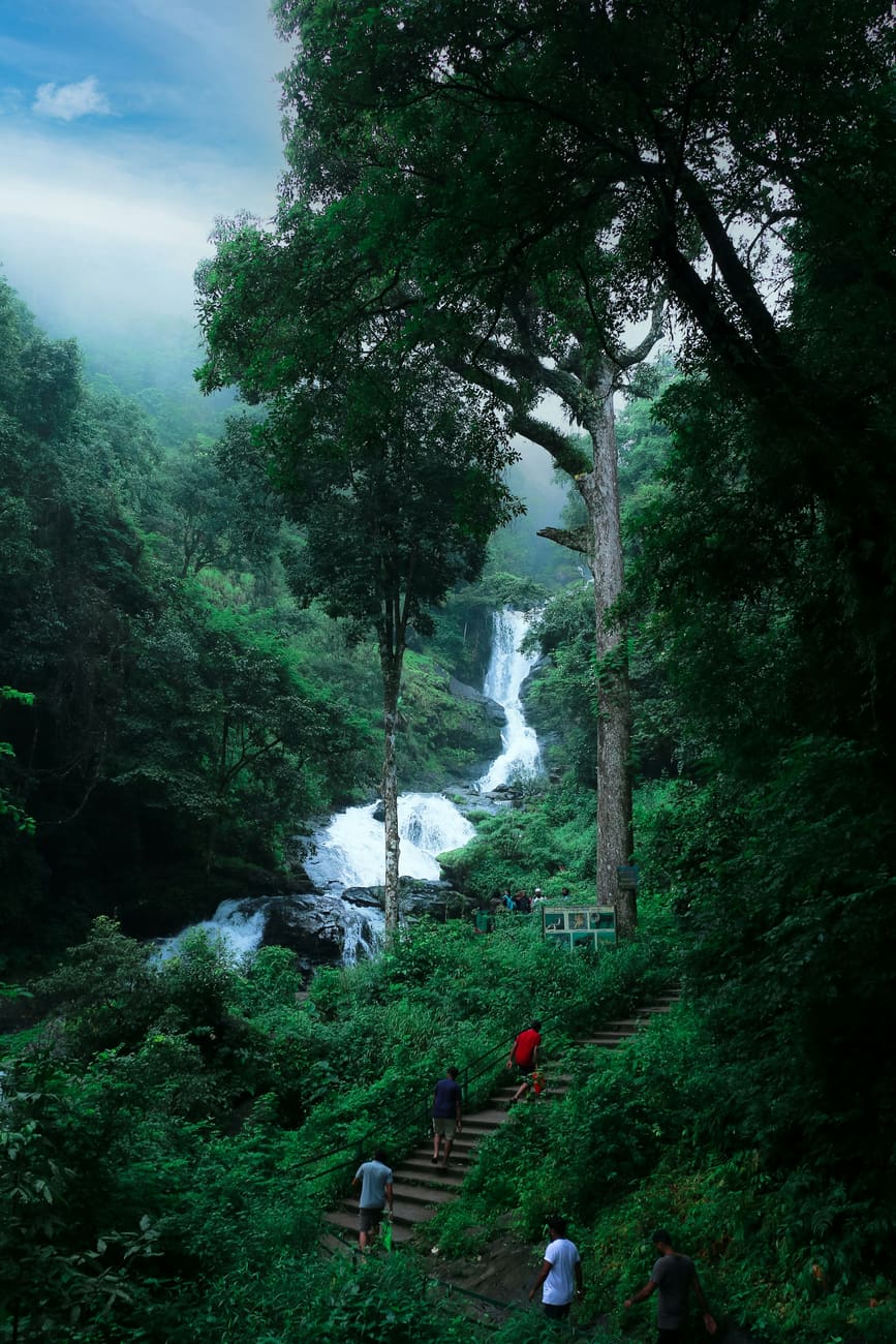A waterfall in a green forest gorge