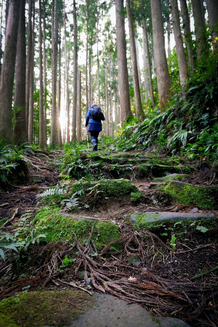 A walker on a mossy forest trail