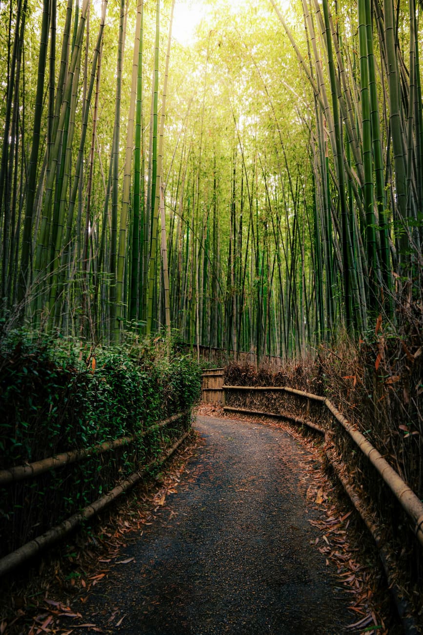 The bamboo grove of Arashiyama, Kyoto