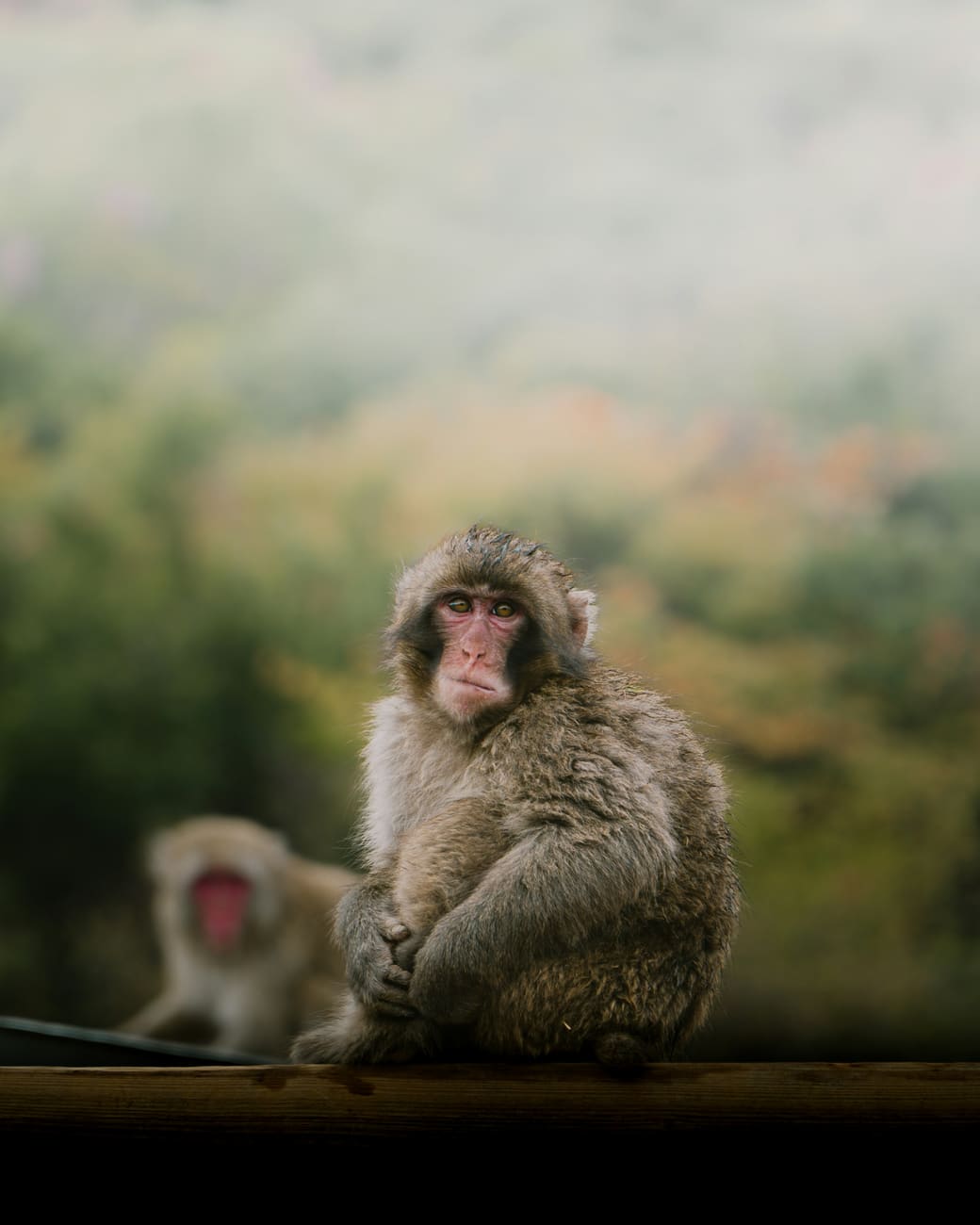 A Japanese macaque
