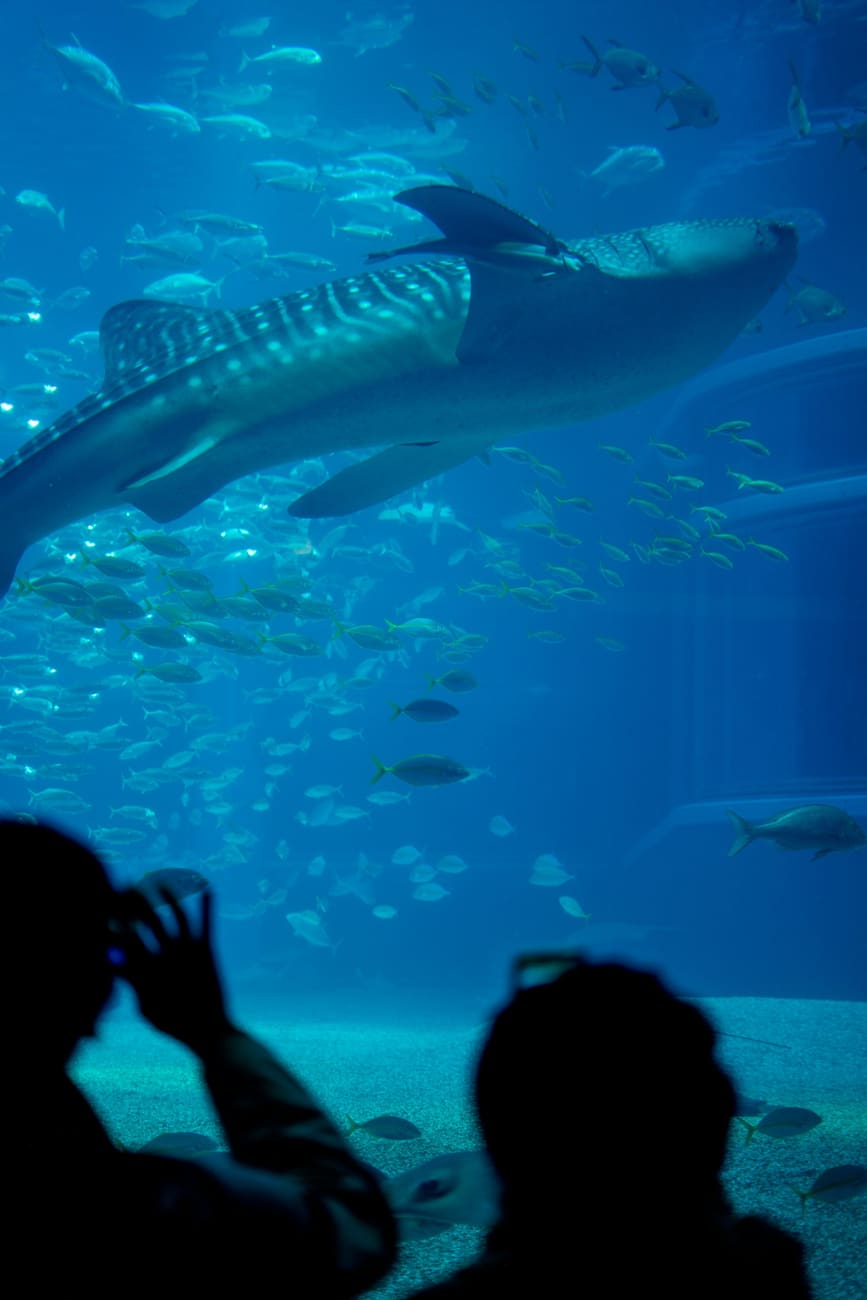 Fish swimming in the great tank of an aquarium